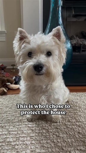 Discover the Joys of West Highland Terriers
