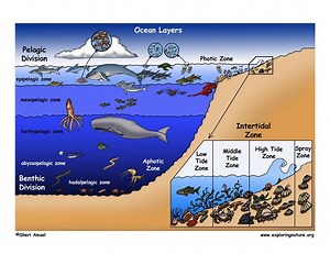 What is the difference between demersal and benthic? [2025] | QAQooking.wiki