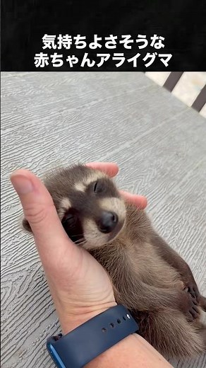 気持ちよさそうな赤ちゃんアライグマが可愛すぎる！ #アライグマ #あらいぐま #動物