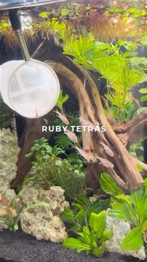 Ruby Tetras Aquarium Build #aquariumfish #fishtank #aquarium #tetra