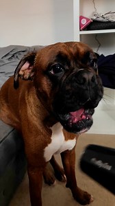 Trunks the Boxer on Reels