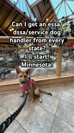 We got this! #servicedog #workingdog #state #intraining #essa #dssa #teamwork