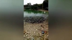 Feeding Frenzy: Fish come out of water during feeding time Unfortunately, the video is low quality. Source: https://youtu.be/PB3Qslcq8rg | Oxford University Scientific Society