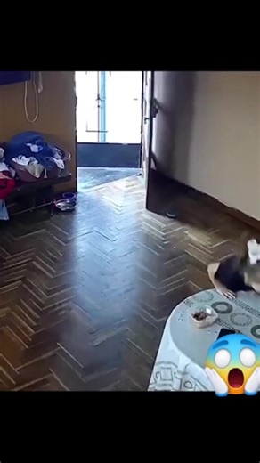 ADHD Memes Fans on Reels