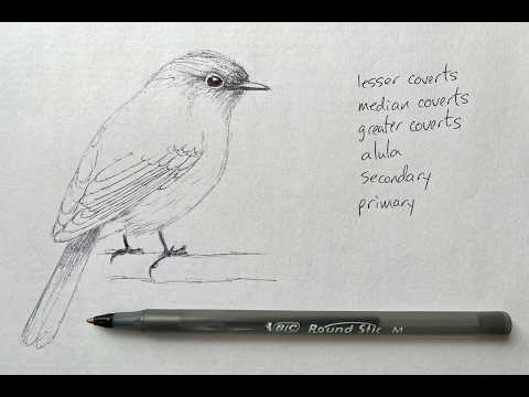 Wing Feathers. How to Draw Wing Feathers. Learn the Feathers of the Outer Wing