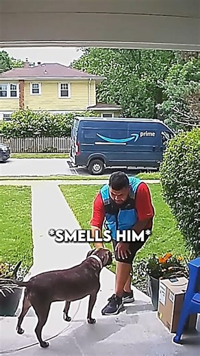 Nervous Amazon Delivery Guy Meets A Pal🐾