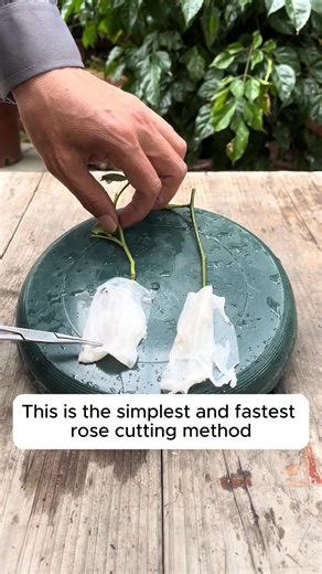 The most effective propagation method #gardening_love #gardeninguk #gardening101 #gardeningtools | Gardenning Moment