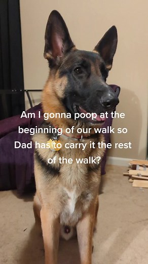 Gunner Dog GSD on TikTok