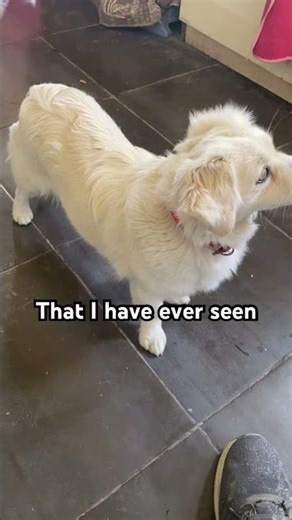 Dogs and pets are beautiful #trending #shorts #viral #fyp #shortsfeed #viralvideos #love #cute