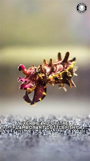 Flamboyant Cuttlefish 🦑 Color-Changing Creature!