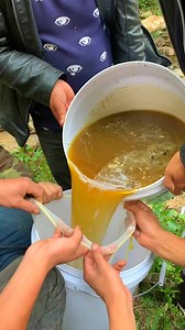 142K views · 977 reactions | 217_#honey #wildhoney #bee #beelife #beevideo #honeybees #honeyfarm #beefarming #beehive #biene #bumblebee #garden #honeycomb #naturelovers #beekeep #viral | The Bee | Facebook