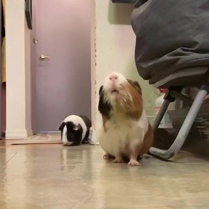 220K views · 875 shares | Hungry hippos  | The Lava Empire | Facebook