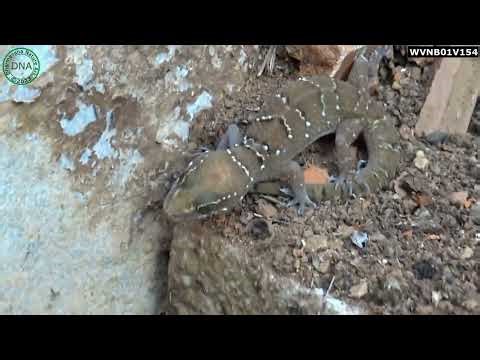 Hemidactylus triedrus – Spotted Gecko in Dryland Habitat (Dharmavana Nature Ark)