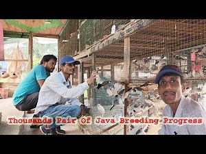 Thousands Pair Of Java & Finches Breeding Progress.