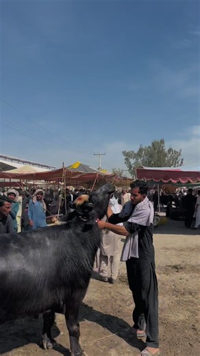 Understanding Hanji: Cultural Significance and Expression