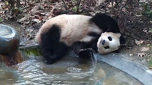 The Panda Motto: If you don't know what to do, just chill. (Ai Li) #panda #cutenessoverload #chill #HiPanda #ChengduPandaBase #PandaFun For more panda information, please check out: https://en.ipanda.com | iPanda
