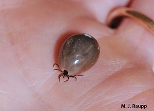 Time for ticks: Lone star tick, Amblyomma americanum, Blacklegged ticks, Ixodes spp., and American dog tick, Dermacentor variabilis  — Bug of the Week