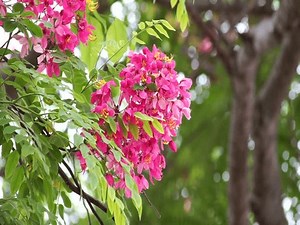 Pink Flowers Rainbow Shower Tree Cassia Stock Footage Video (100% Royalty-free) 3500259357 | Shutterstock