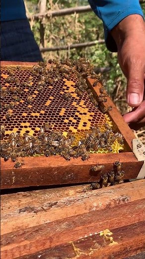 Checking Hive and Finding the Queen Bee 🐝👑 | Beekeeping #Shorts
