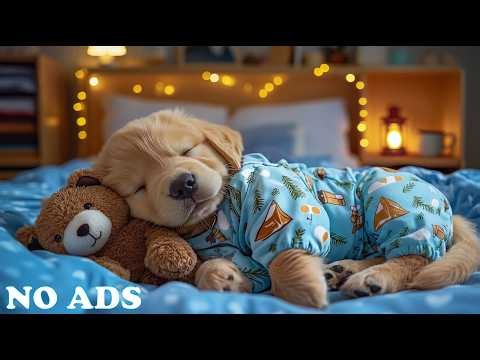 12 Hours of Healing Music for Dogs🐶🎵Relaxing Melodies For Dogs🎹Gentle Anxiety Relief Music💖