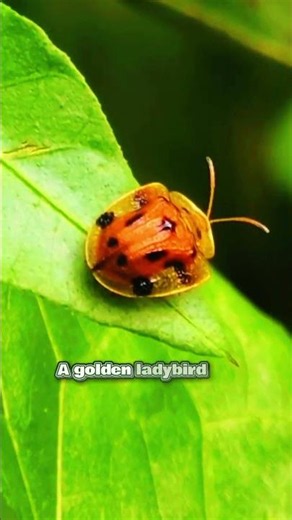 A Ladybird Wearing A Golden Shield. #shorts #nature #science #ladybird