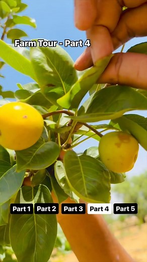 209K views · 10K reactions | Farm Tour Part 4 - नास्पति, बबूघोश्या, अमरूद, जामुन #Farm #Farming | Haryana Gaurav | Facebook