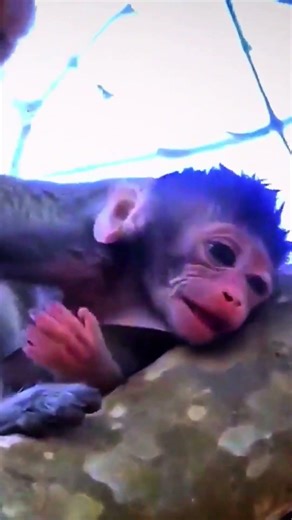 Really ctive the tiny baby monkey