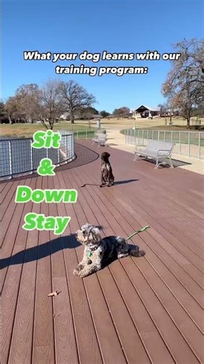 This is a short snippet of what you can expect your dog to learn during training. #shorts