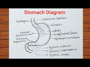 How to Draw Stomach Diagram Easily / Human Stomach Drawing With Label