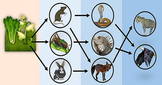 Exercícios sobre cadeia e teia alimentar