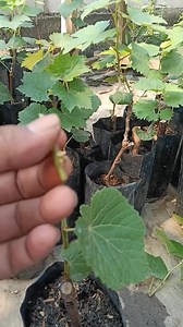 2 model grape plant from nursery call me free deliver in north 550rs low price good quality plant 59488846 | Munir Nobeebux