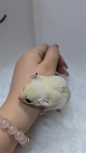 🇲🇾Sugar Glider White Gold Mosaic Female Jinak One Month(Reserve Only) Price included all the things that sugar glider need. Cage, water bottle, plate, food and sleeping pouch… If u interested can DM or Whatsapp 010-909 9999 Kuantan anytime can pick up Melaka / KL / Jb Can pick up next week Other place can use pet taxi #sugarglider #蜜袋鼯