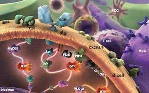 【AP Biology】CELL 18: Transduction Cascade & Apoptosis