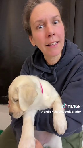 Construire une relation avec votre éleveur de Labrador