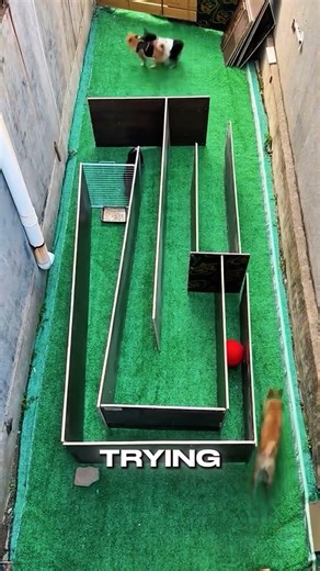 One Dog Solves the Maze First! (Amazing Intelligence Test)