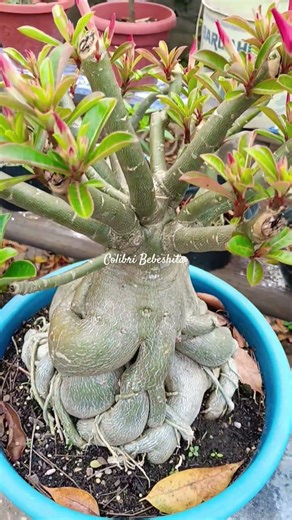 Adenium Obesum Bonsai
