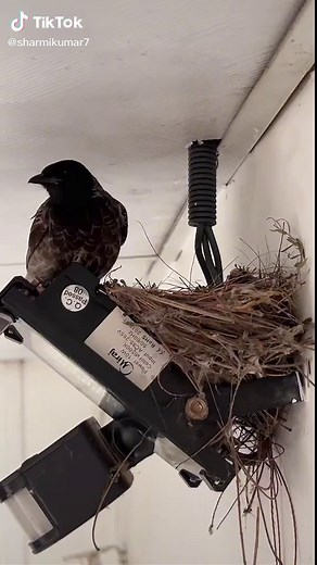European Starling Nesting Behavior Captured in Detail