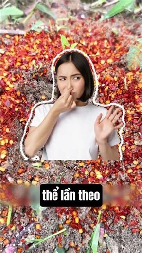 BẠN ĐÃ TỪNG DIỆT KIẾN BẰNG ỚT BỘT CHƯA ?