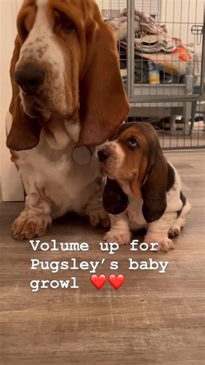 Mom Hazel with 5 week Baby Pugsley. I love this time because the moms interact and teach the pups “the life rules” . #bassethoundcommunity #dog #bassethoundlife #bassethound #bassethoundlove #bassethoundmoments #virals #bassethoundpuppy #bassethounds #bassethoundsofinstagram | Basset Hound Lover
