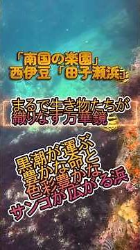 「南国の楽園」西伊豆「田子瀬浜」～まるで生き物たちが織りなす万華鏡～黒潮が運ぶ豊かな命と色彩豊かなサンゴが広がる浜