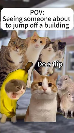 Do a flip #cat #funny #catmemes #funnycats