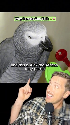 WHY PARROTS CAN TALK 🦜🧠 #Parrots #AnimalFacts