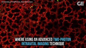 60K views · 711 reactions | Ground breaking medical finding right here about where blood is actually produced. Although we don't support the use of mice in medical experiments, we understand that's what is commonly used at this time. | Collective Evolution | Facebook