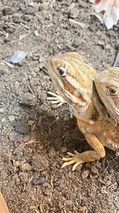 472K views · 4K reactions | Dude is like “you really going to eat at a moment like this?!?”  poor guy. (Trying to pair them for breeding purposes btw) these are rankins so basically dwarfs | Dragon Smart | Facebook