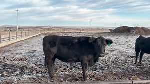 33 reactions | Selling 43 Angus Cross bred cows at the upcoming Woodward Special Cow Sale on Dec. 9th! ✅ 43 Angus cross bred cows ✅ Exposed to Red & Black Manzano and JC Angus bulls ✅ Calving to begin early spring This is a really nice, uniform set with quality genetics behind them and the kind of consistency buyers look for. Don't miss em - sale begins at 1:00 PM! #eatbeef #woodwardlivestockauction #oklahomasalebarn #westernadvantage | Woodward Livestock Auction, Inc | Facebook