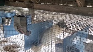 67K views · 3K reactions | Today is my birthday. What would I like? For you all to watch this video, and if it means as much to you as it does to me. Consider donating. That's what I want. For you to help me save these animals. Love you all! | Saveafox Corporation | Facebook