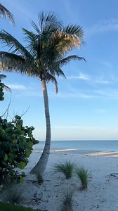 A morning walk on the beach is pure bliss. 🤗🏝️ #captiva #captivaisland #floridabeaches #beachplease #swfl #southwestflorida #beachvibes #beachlife #wednesday #happywednesday | Caribbean Castaways