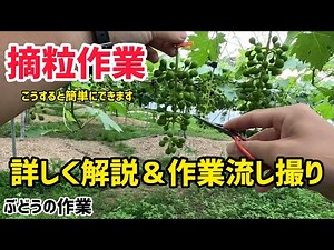 「ぶどうの作業」摘粒作業を詳しく解説と作業の様子を流し撮り。