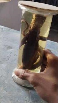 bio lab practical experience