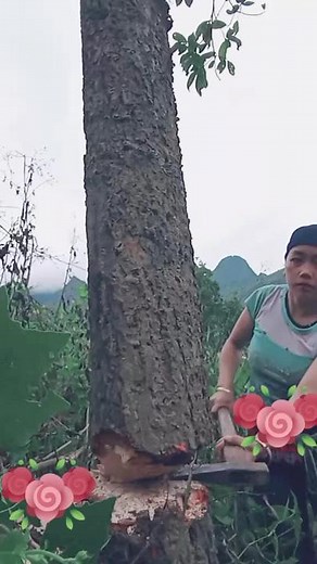 Tree Cutting Techniques with a Hand-Held Axe